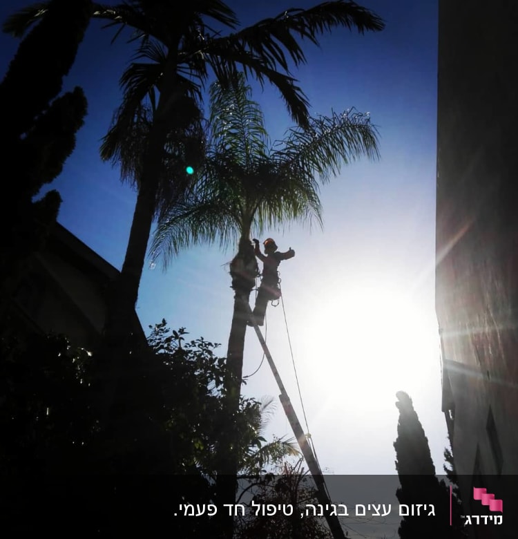 אדם גוזם עץ דקל עם ציוד בטיחות